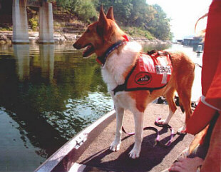 Ace, working SAR dog